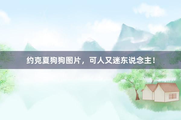 约克夏狗狗图片，可人又迷东说念主！